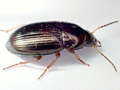 Amara familiaris